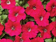 Петуния мелкоцветковая (Karlik F1)