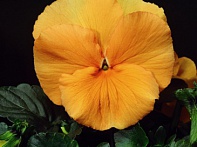 Виола Виттрока