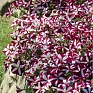 Петуния ампельная гибридная (Petunia х hybrida)