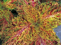 Колеус Блюме (Giant Exhibition)