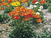 Мак голостебельный (Garden Gnome)