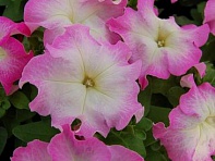 Петуния крупноцветковая (генетически компактная) (Limbo GP F1)