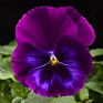 Виола Виттрока ампельная (Viola wittrockiana)