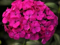 Гвоздика турецкая (Amazon F1)