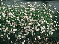 Мелколепестник карпинского (Profusion)