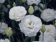 Лизиантус (Эустома) крупноцветковый (Croma F1)