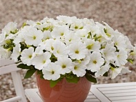 Петуния ампельная гибридная (E3 Easy Wave F1)