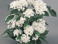 Пентас ланцетовидный (New Look)