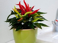 Перец летний (Cupala)