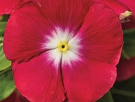 Катарантус розовый (SunStorm F1)