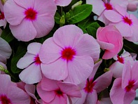 Катарантус розовый (Solar F1)