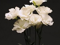 Лизиантус (Эустома) крупноцветковый (Flare F1)