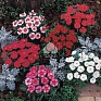 Гвоздика китайская (Dianthus chinensis)