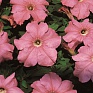 Петуния крупноцветковая (Petunia grandiflora)