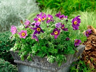 Прострел обыкновенный (Pinwheel)