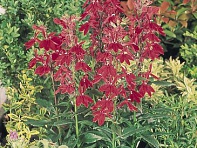 Лобелия прекрасная (Fan F1)