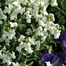 Немезия лазоревая (Nemesia foetens)