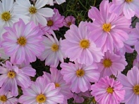 Космея дваждыперистая (Apollo F1)