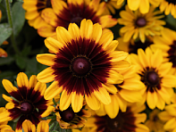 Рудбекия волосистая (Pawnee Spirit)