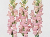 Львиный зев (Антирринум) большой (Maryland F1)