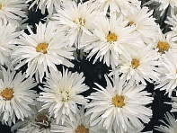 Нивяник превосходный (Crazy Daisy)