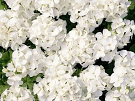Герань (пеларгония садовая) (Multibloom F1)