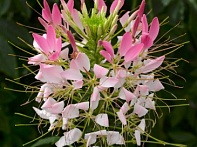 Клеома Хасслера