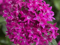 Пентас ланцетовидный (BeeBright F1)