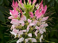 Клеома Хасслера (Sparkler 2.0 F1)