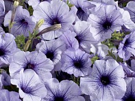 Петуния многоцветковая (Celebrity F1)