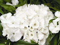 Гвоздика турецкая (Barbarini F1)