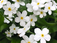 Незабудка лесная