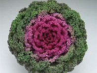 Декоративная капуста (Kamome F1)