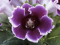 Глоксиния гибридная (Empress F1)