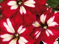 Петуния крупноцветковая гофрированная (Can Can F1)