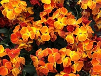 Лакфиоль Чери (Sugar Rush F1)