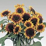 Подсолнечник летний (Helianthus annuus)