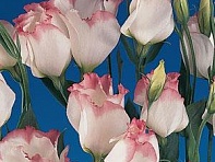 Лизиантус (Эустома) крупноцветковый (Laguna F1)