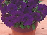 Петуния многоцветковая (Primetime F1)