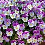 Виола виттрока ампельная (Viola wittrockiana)