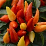 Перец летний (Capsicum annuum)