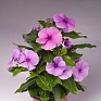 Катарантус розовый (Vinca rosea)