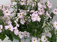 Петуния ампельная многоцветковая