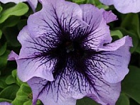 Петуния крупноцветковая (Daddy F1)