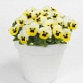 Виола рогатая (Viola cornuta)