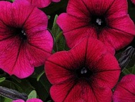 Петуния ампельная гибридная (Shock Wave F1)