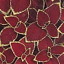 Колеус гибридный (Coleus х hybrida)