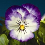Виола рогатая (Viola cornuta)