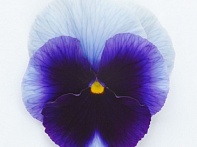 Виола виттрока