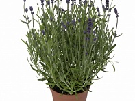 Лаванда узколистная (Scent Blue)